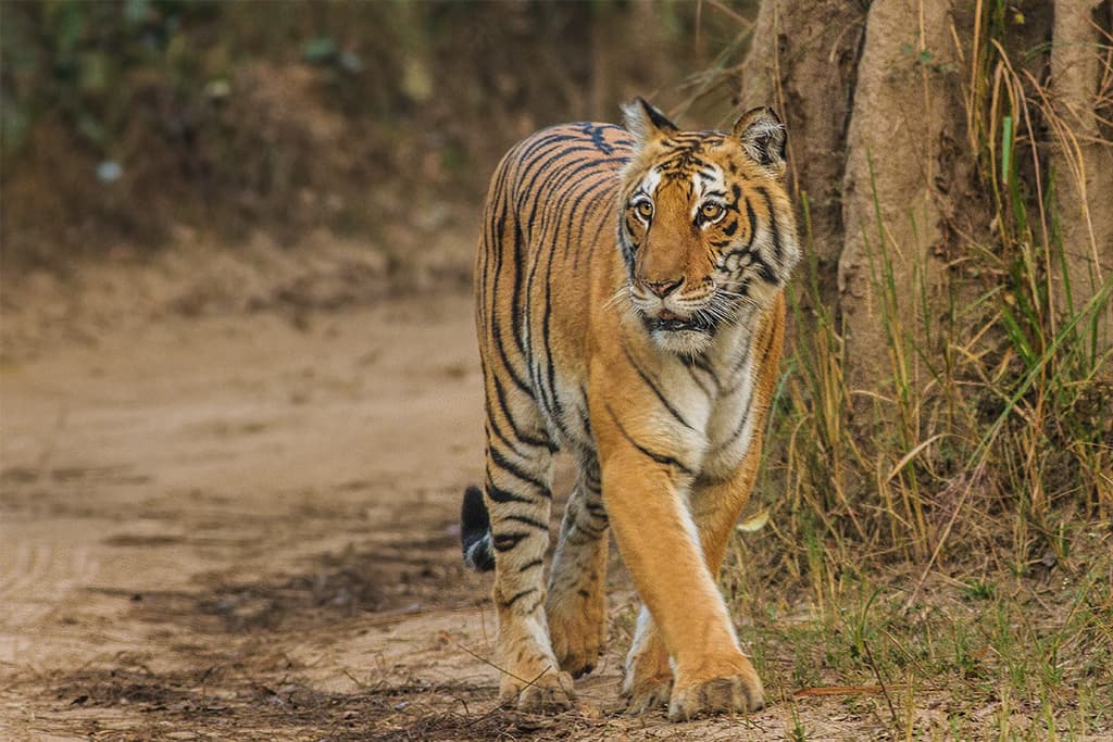 Jim Corbett Jungle Trails