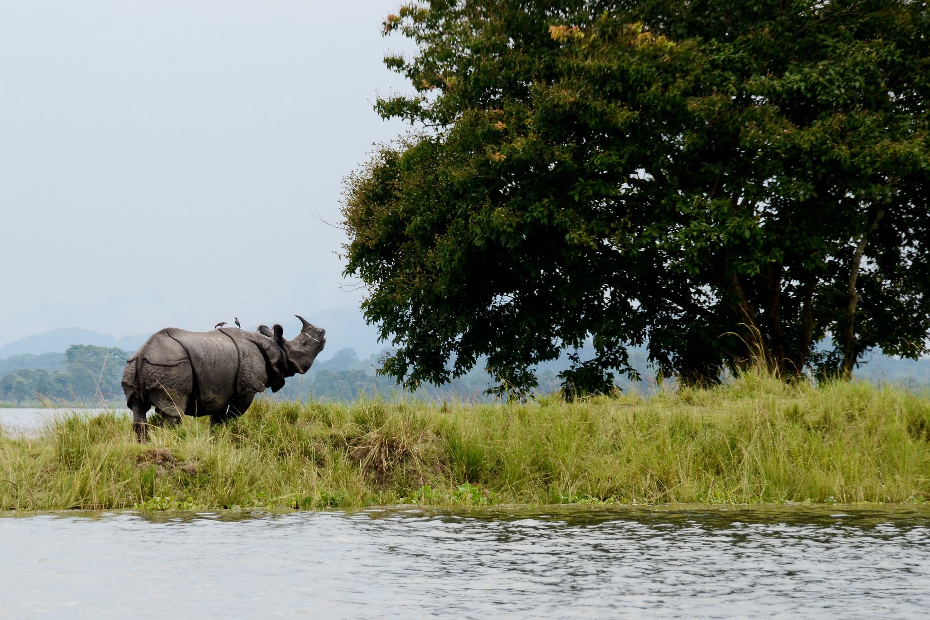 One-horned rhino grazing in tall grassland
